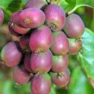 Саженец Актинидия аргута Твикс Абсолютная в контейнере